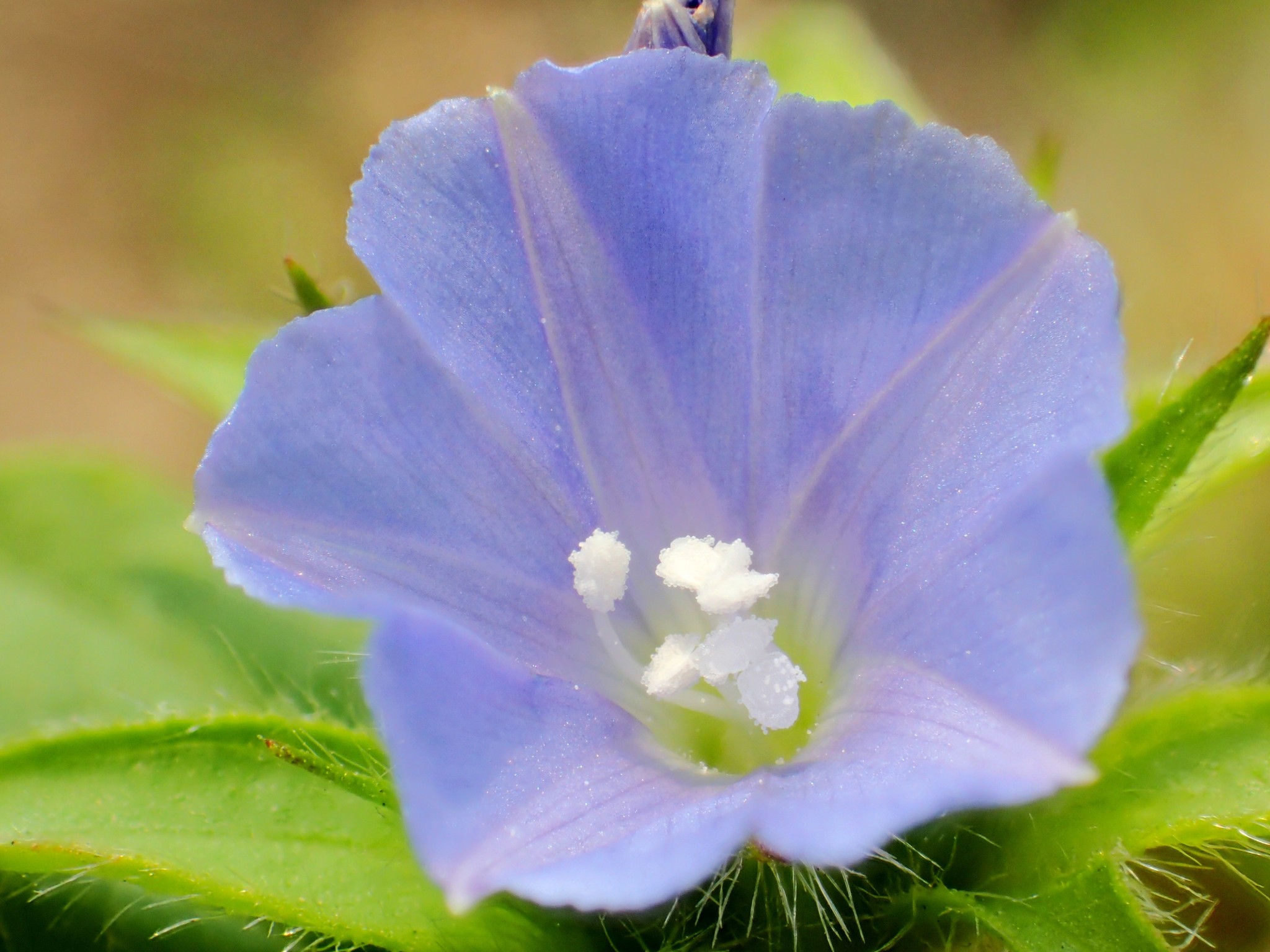 Jacquemontia tamnifolia