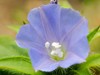 Hairy Cluster-Vine - Photo no rights reserved, uploaded by 葉子