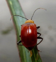 Bicolorizea basalis