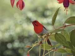 Aethopyga temminckii