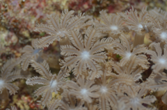 Clavularia