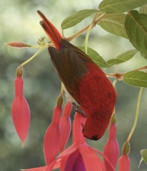 Aethopyga temminckii