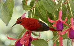 Aethopyga temminckii