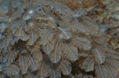 Clavularia