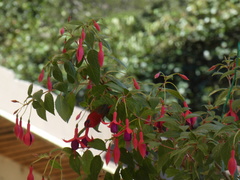 Aethopyga temminckii