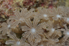 Clavularia