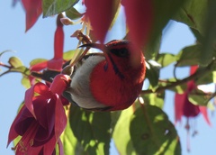 Aethopyga temminckii