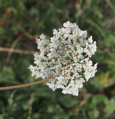 Apiaceae