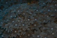Clavularia