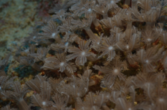 Clavularia
