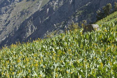 Ligularia heterophylla