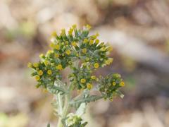 Senecio glomeratus glomeratus