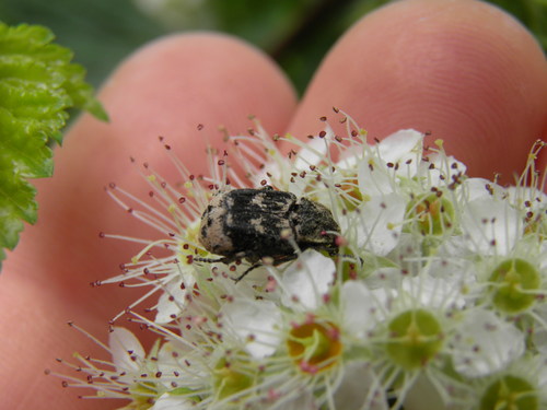 Smailapilvis Grambuoliukas