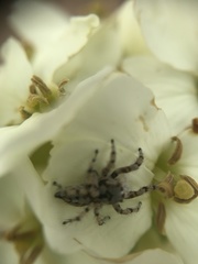 Habronattus amicus