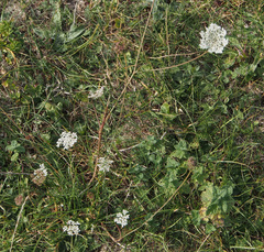 Apiaceae