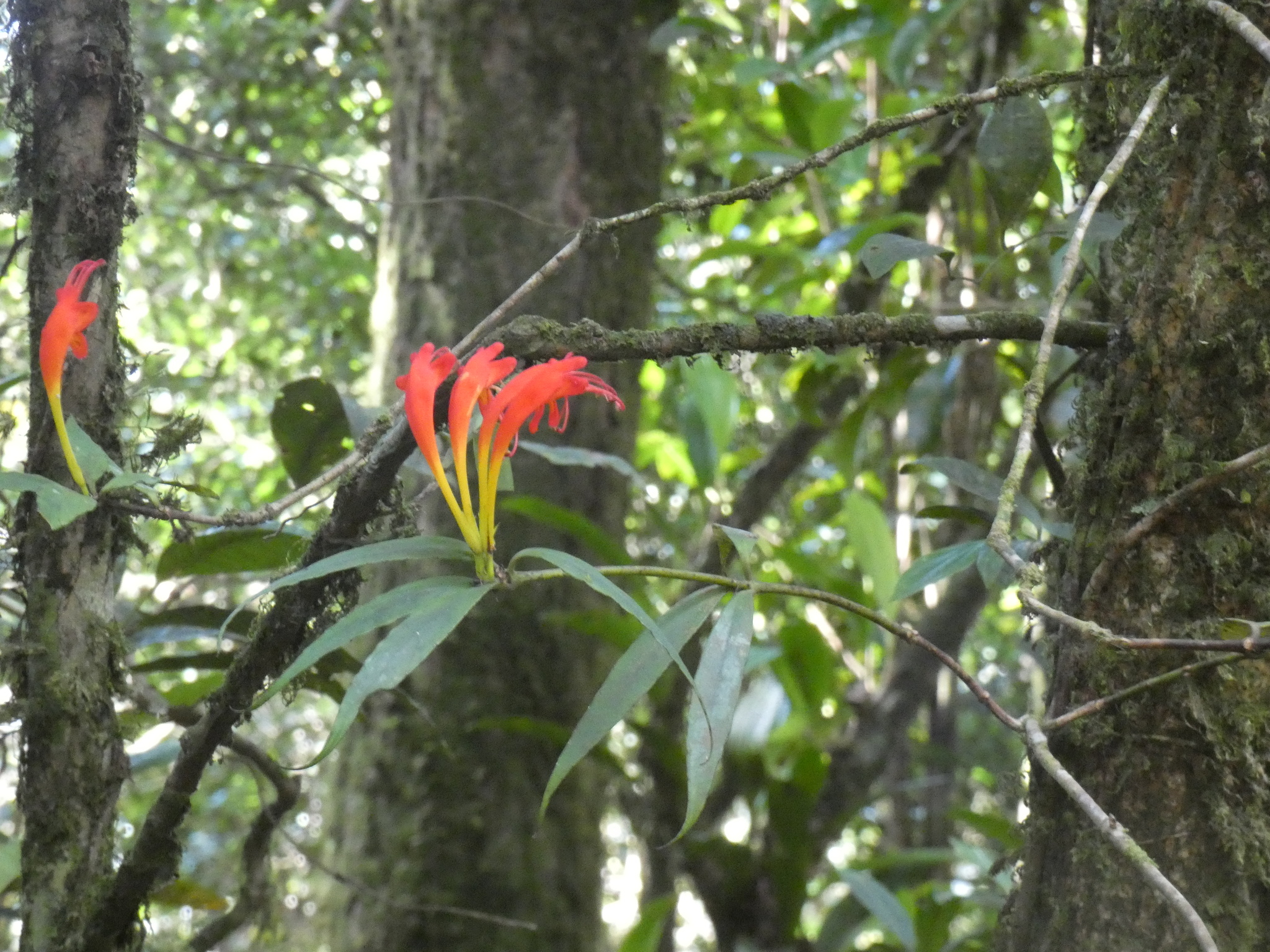 Aeschynanthus speciosus