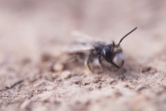 Andrena