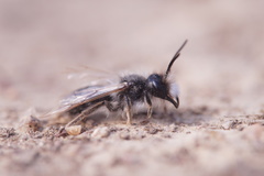 Andrena