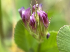 Trifolium gracilentum