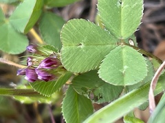 Trifolium gracilentum