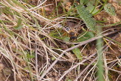 Andrena flavipes