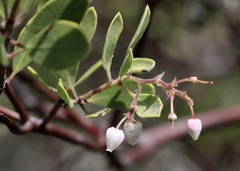 Arctostaphylos bakeri bakeri