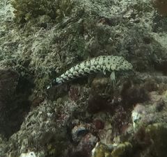 Parapercis millepunctata