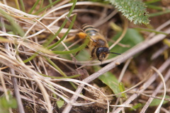 Andrena flavipes