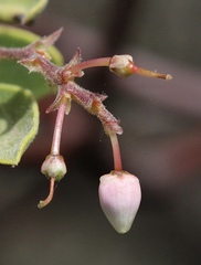 Arctostaphylos bakeri bakeri
