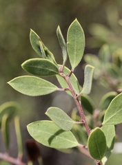 Arctostaphylos bakeri bakeri