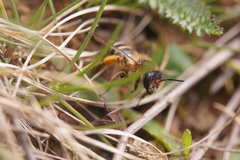 Andrena flavipes