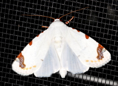 Chasmina pulchra