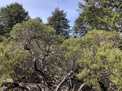 Arctostaphylos bakeri bakeri