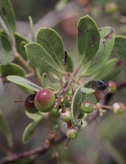 Arctostaphylos bakeri bakeri