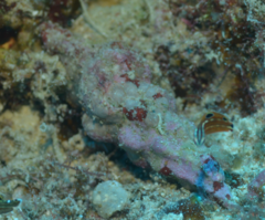 Fasciolariidae