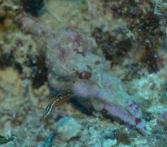 Fasciolariidae