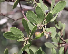 Arctostaphylos bakeri bakeri