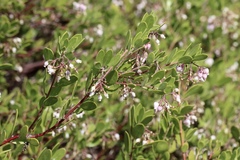 Arctostaphylos densiflora