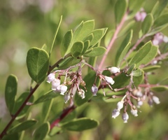 Arctostaphylos densiflora