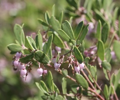 Arctostaphylos densiflora