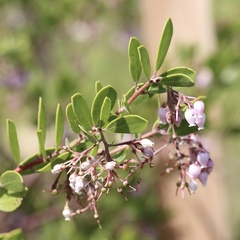 Arctostaphylos densiflora