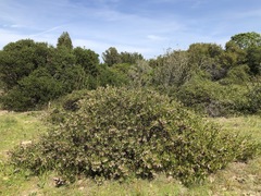 Arctostaphylos densiflora