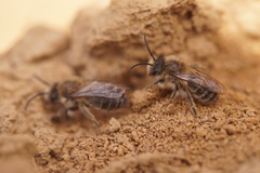 Colletes cunicularius
