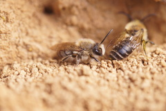 Colletes cunicularius