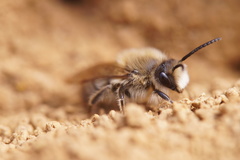 Colletes cunicularius