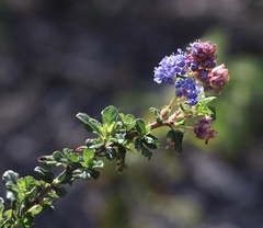 Ceanothus foliosus vineatus