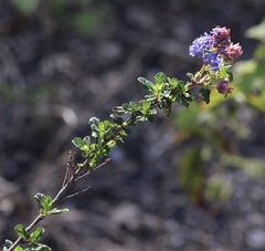 Ceanothus foliosus vineatus