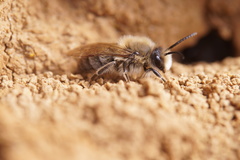 Colletes cunicularius