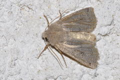 Conistra intricata