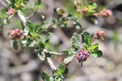 Ceanothus foliosus vineatus